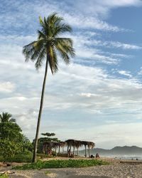 Palm trees on beach against sky