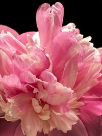 Close-up of pink rose flower against black background