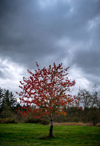 Tree on field against sky