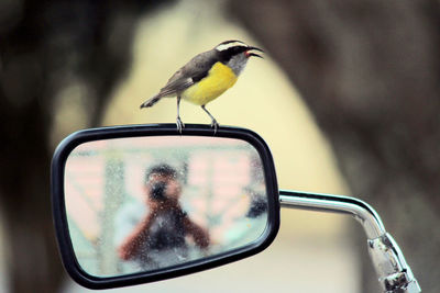 Close-up of a bird perching on side-view mirror