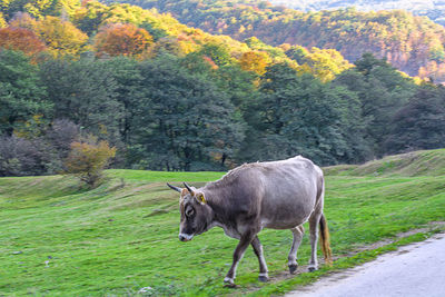 Horse in forest