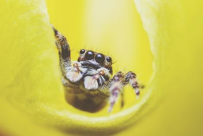 Close-up of jumping spider on yellow flower