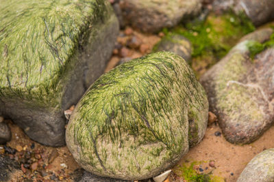 Close-up of pebbles on rock
