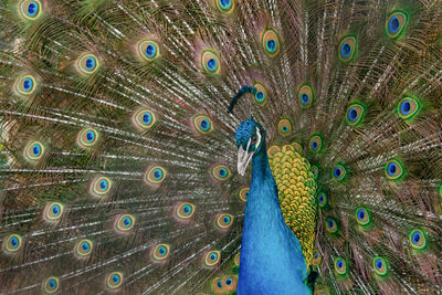 Close-up of peacock