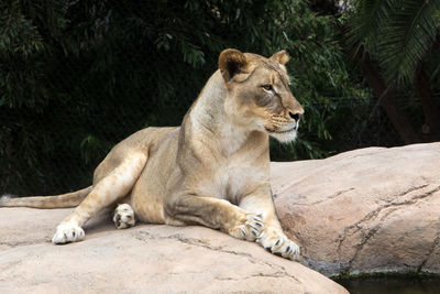 Lion sitting on rock