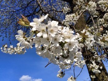 Low angle view of flowers blooming on tree