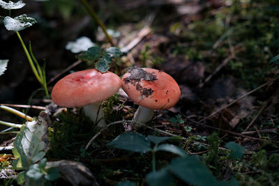 Close-up of mushroom growing on field