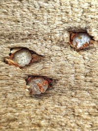 High angle view of insect on tree trunk