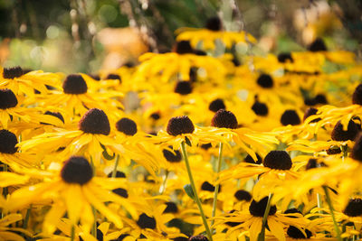 Sunflowers blooming on field