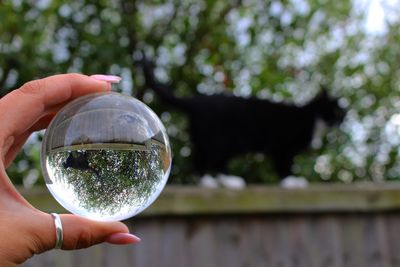 Close-up of hand holding crystal ball with reflection