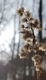 Low angle view of flower tree against sky