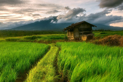 Scenic view of agricultural field against sky