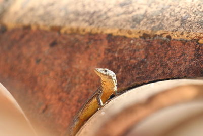 Close-up of lizard on rock