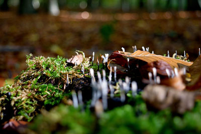 Close-up of crab on grass