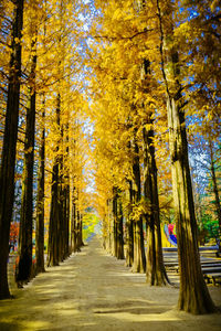 Footpath amidst trees in forest during autumn