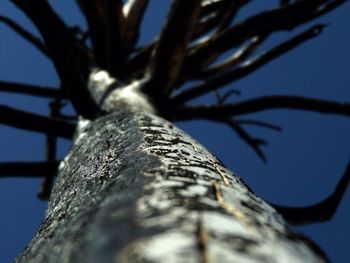 Low angle view of tree against clear sky