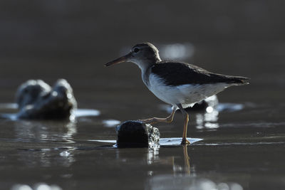 Close-up of seagull perching on a bird