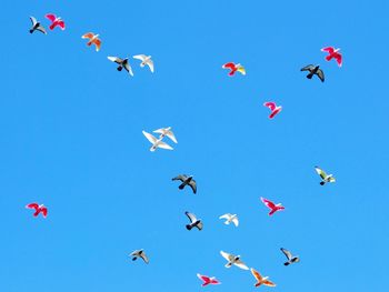 Low angle view of birds flying in clear blue sky