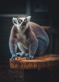 Portrait of sitting on wood