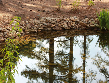 Reflection of trees in water