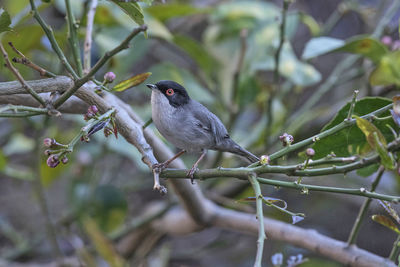 Close-up of bird perching on branch