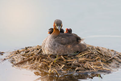 Close-up of mallard duck in lake