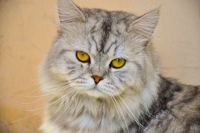 Close-up portrait of cat