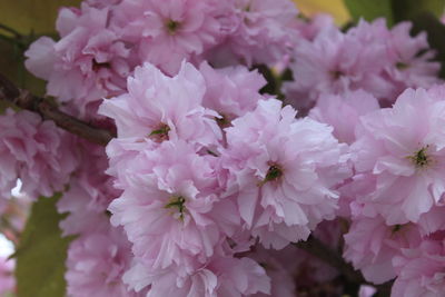 Close-up of pink cherry blossoms