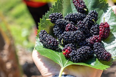 Close-up of hand holding berries