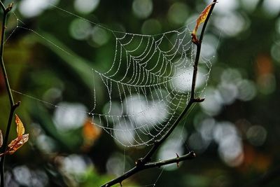 Close-up of spider on web