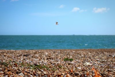 Bird flying over sea against sky