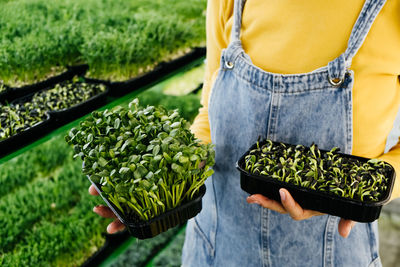 Woman holding box with microgreen, small business indoor vertical farm. close-up of healthy