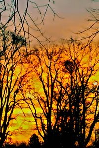 Silhouette of bare trees at sunset