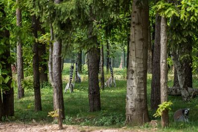 Trees in forest