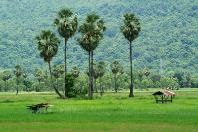 Scenic view of palm trees on field