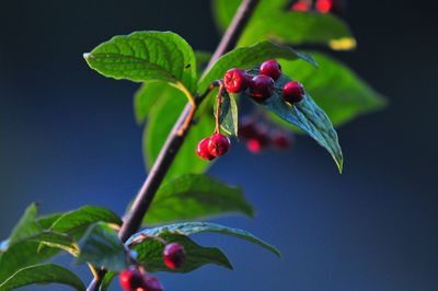 Close-up of red berries growing on tree