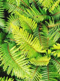 High angle view of fern leaves on tree
