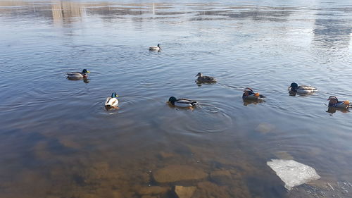 High angle view of ducks swimming in lake