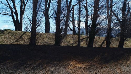 Bare trees against sky