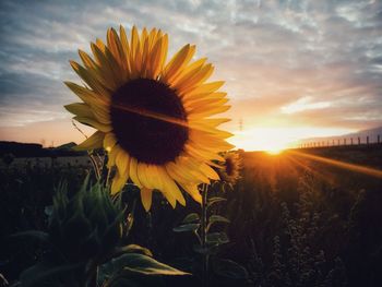 Close-up of sunflower blooming on field against sky