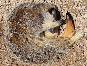 High angle view of animal sleeping