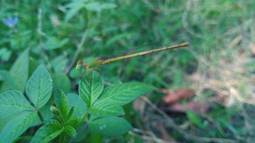 Close-up of grasshopper on plant