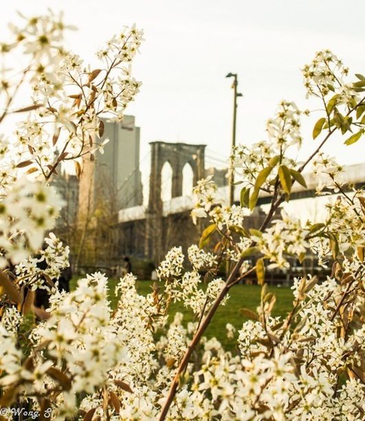 flower, architecture, built structure, building exterior, freshness, growth, fragility, clear sky, plant, blooming, low angle view, nature, sky, tree, blossom, in bloom, white color, day, beauty in nature, petal