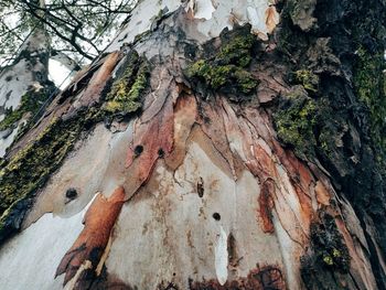 Full frame shot of tree trunk