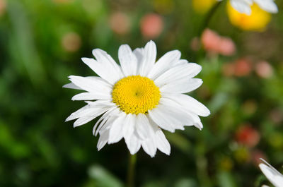 Close-up of white daisy blooming outdoors