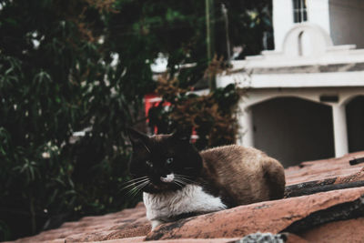 Portrait of cat sitting outdoors