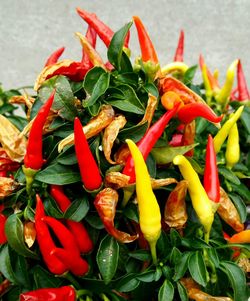 Close-up of red chili pepper