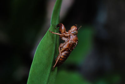 Close-up of insect on leaf