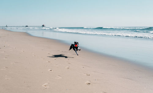 Dog running at beach