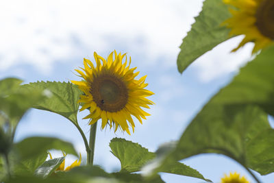 Close-up of sunflower on plant